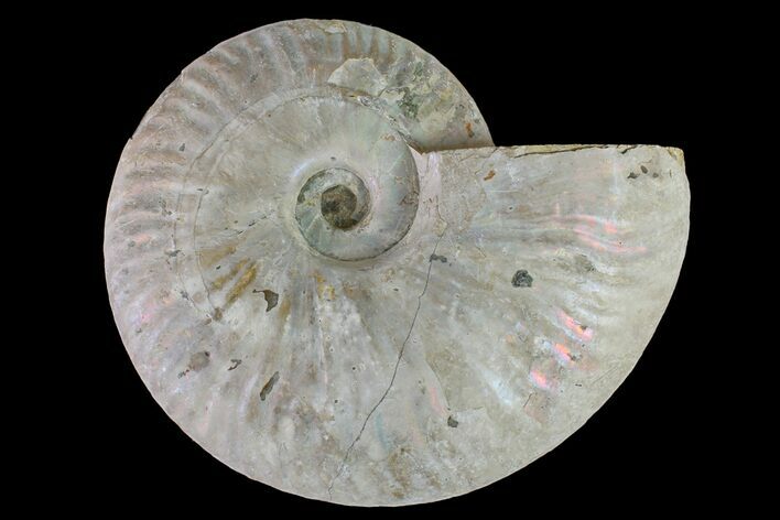 6.1" Silver Iridescent Ammonite (Cleoniceras) Fossil - Madagascar